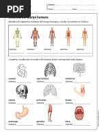 Sistemas Del Cuerpo PDF