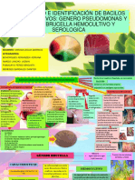 AISLAMIENTO E IDENTIFICACIÓN DE BACILOS GRAM NEGATIVOS Io