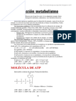 Introducción Metabolismo