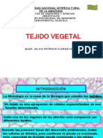 Presentación Histologia Vegetal