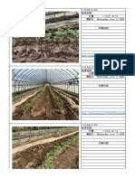 トマト栽培記録　2020年6月17日