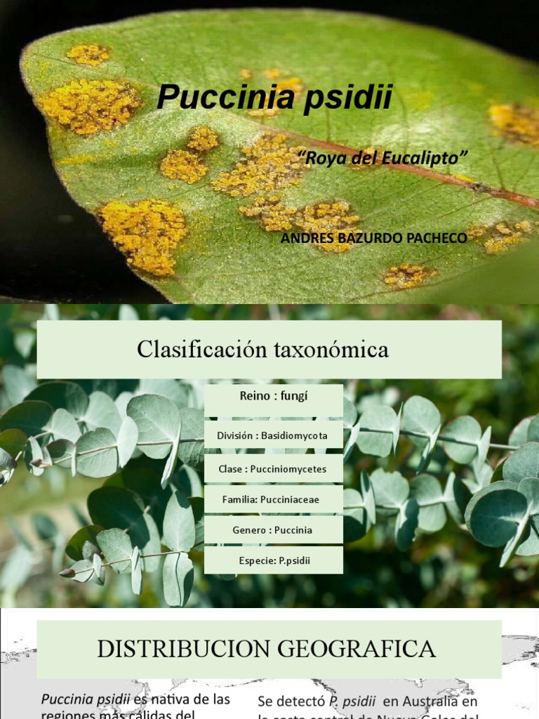 Roya del Eucalipto: Puccinia psidii | PDF | Ciencia y matemáticas