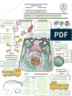 Infografía Organelos y Compartimentos Intracelulares PDF