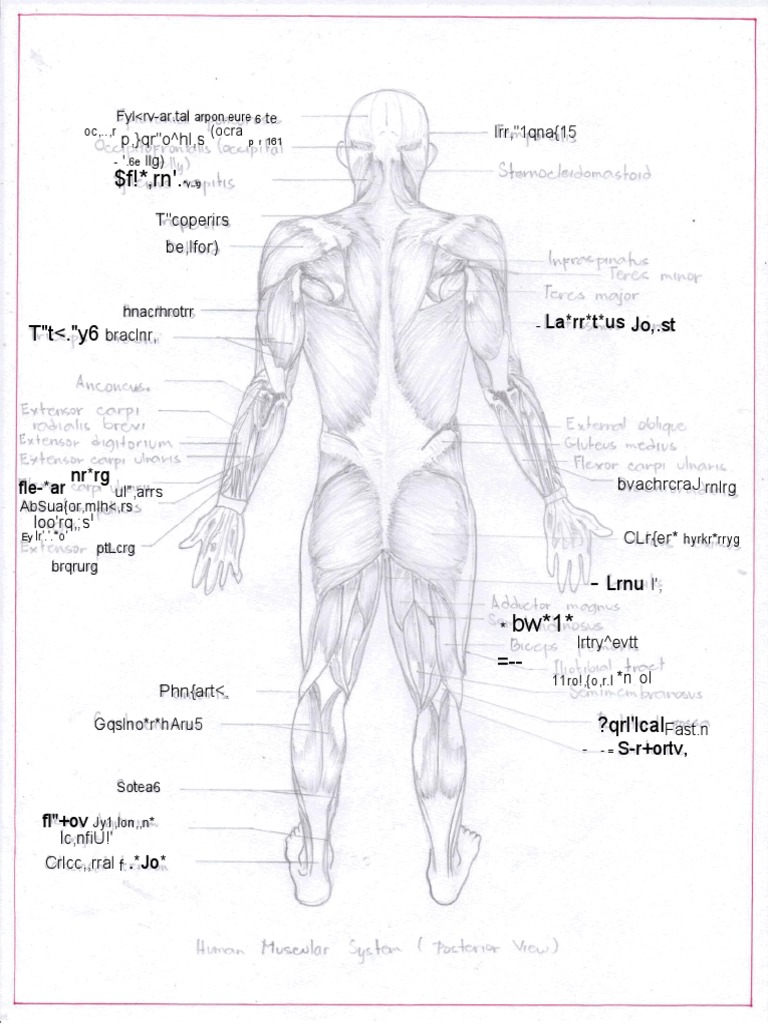 Human Posterior