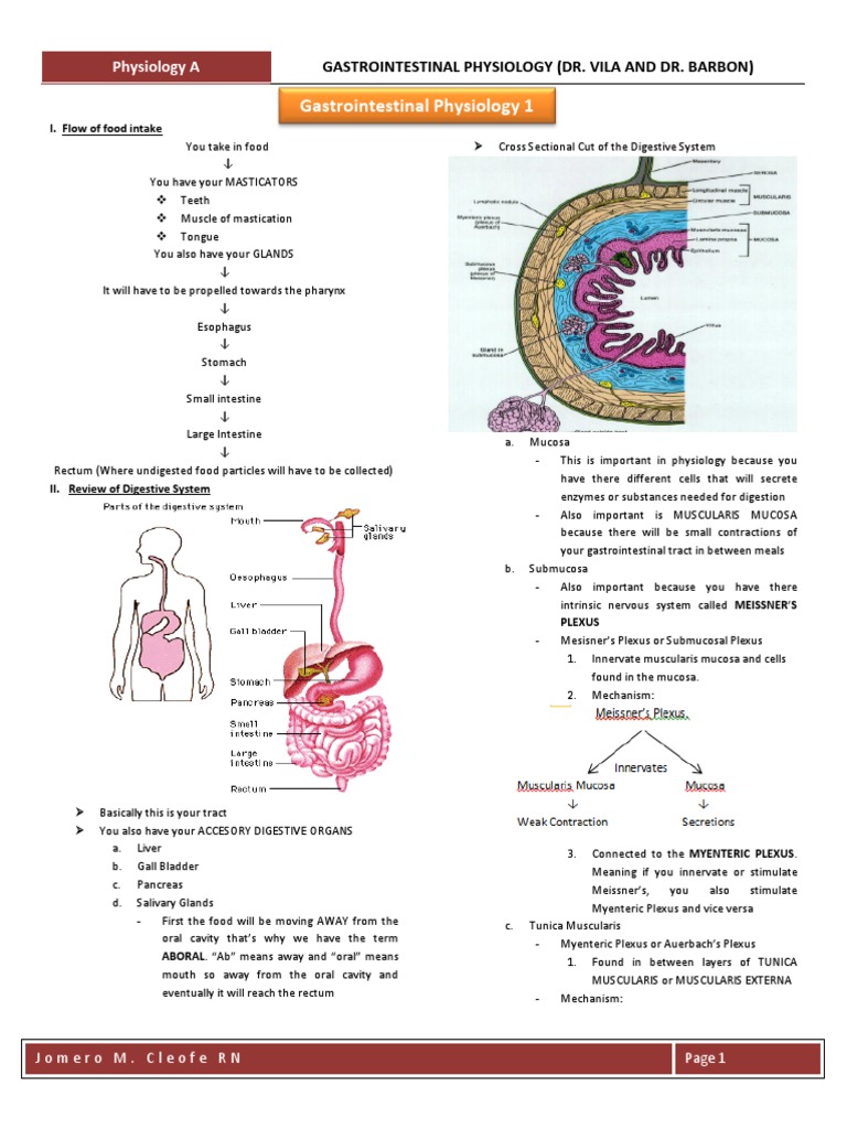 Gastrointestinal Physiology Overview | PDF | Gastrointestinal Tract ...