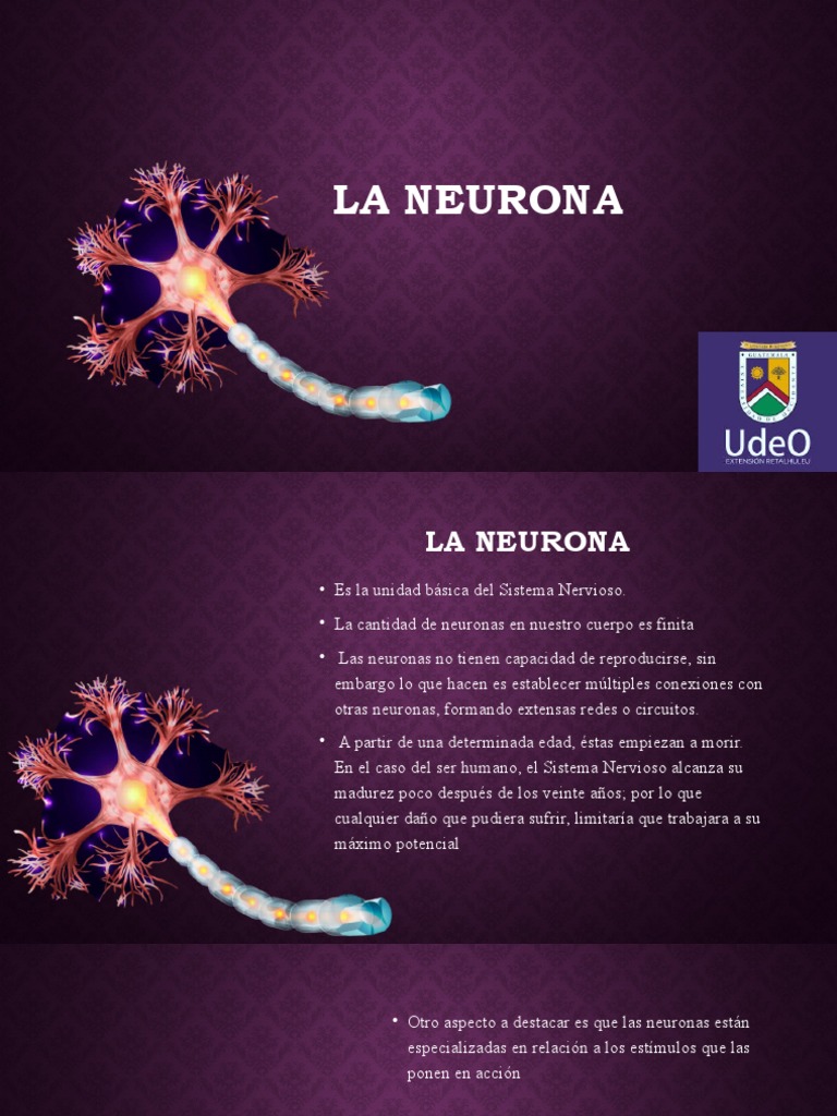 Estructura y Función de la Neurona | PDF | Neurona | Sinapsis