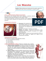 Los Músculos para Tercero de Primaria PDF