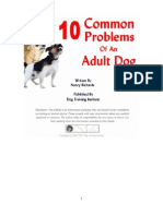 Common Problems of Adult Dogs