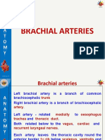 4-Brachial Art