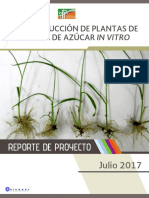 Producción de Plantas de