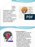 CO El Cerebro Triuno