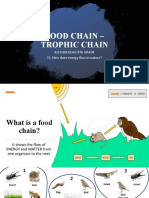 Food Chain - Trophic Chain: Igcsi Biology 8Th Grade TL: How Does Energy Flow in Nature?