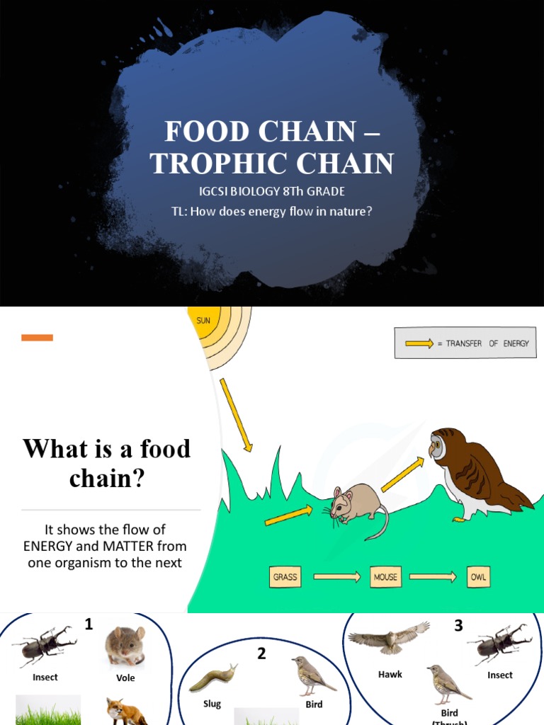 Energy Flow in Food Chains and Webs | PDF | Food Web | Biomass (Ecology)