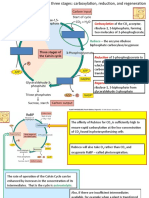 Calvin Cycle