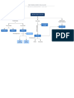 Organizador Metabolismo PDF