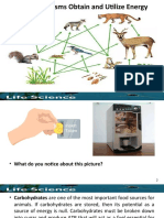 II.D. How Organisms Obtain and Utilize Energy