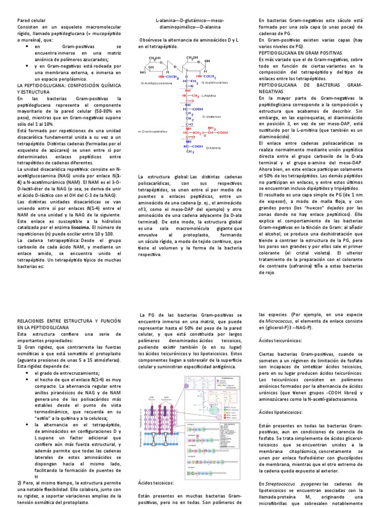 Estructura de la Pared Celular Bacteriana | PDF | Bicapa lipídica ...