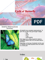 Life Cycle of Butterfly