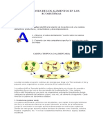 Relaciones de Los Alimentos en Los Ecosistemas