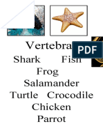 Vertebrates: Shark Fish Frog Salamander Turtle Crocodile Chicken Parrot
