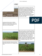How Is Corn Detasseling Done PDF