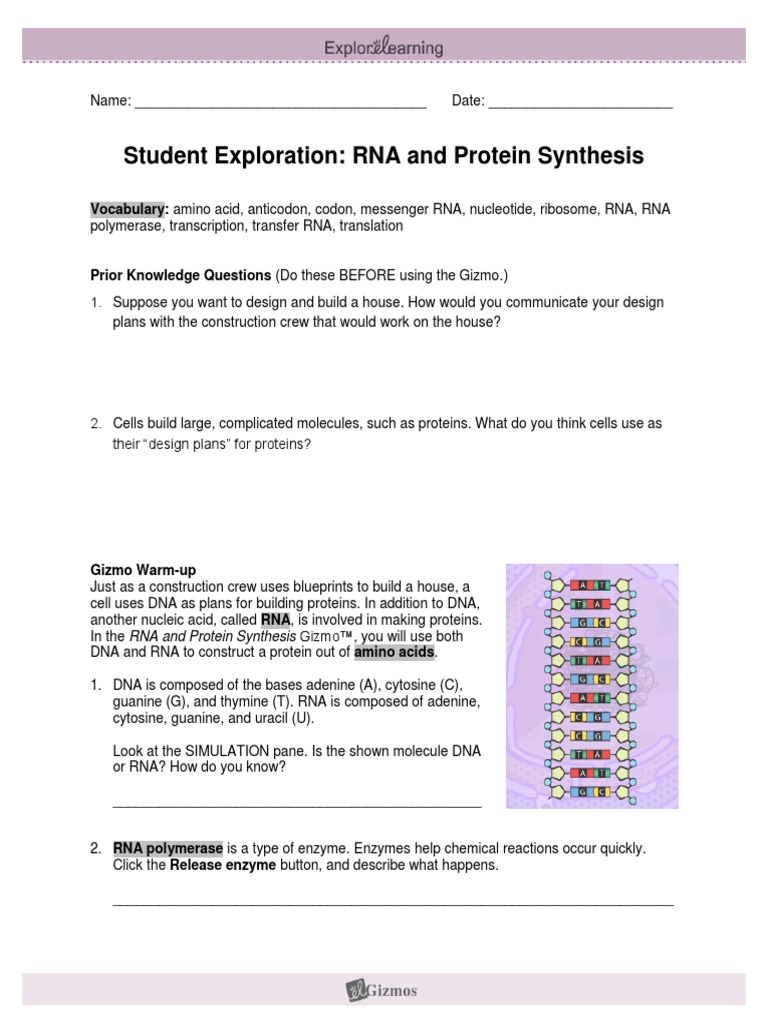 Gizmos Rna Protein Synthesis Lab Rna Translation Biology