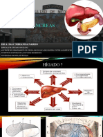 anatomia de higado y pancreas.pptx