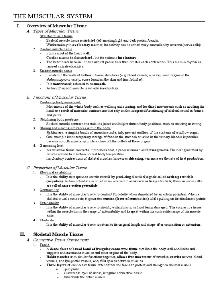 Muscular System for Anatomy Students | PDF | Myocyte | Muscle Contraction