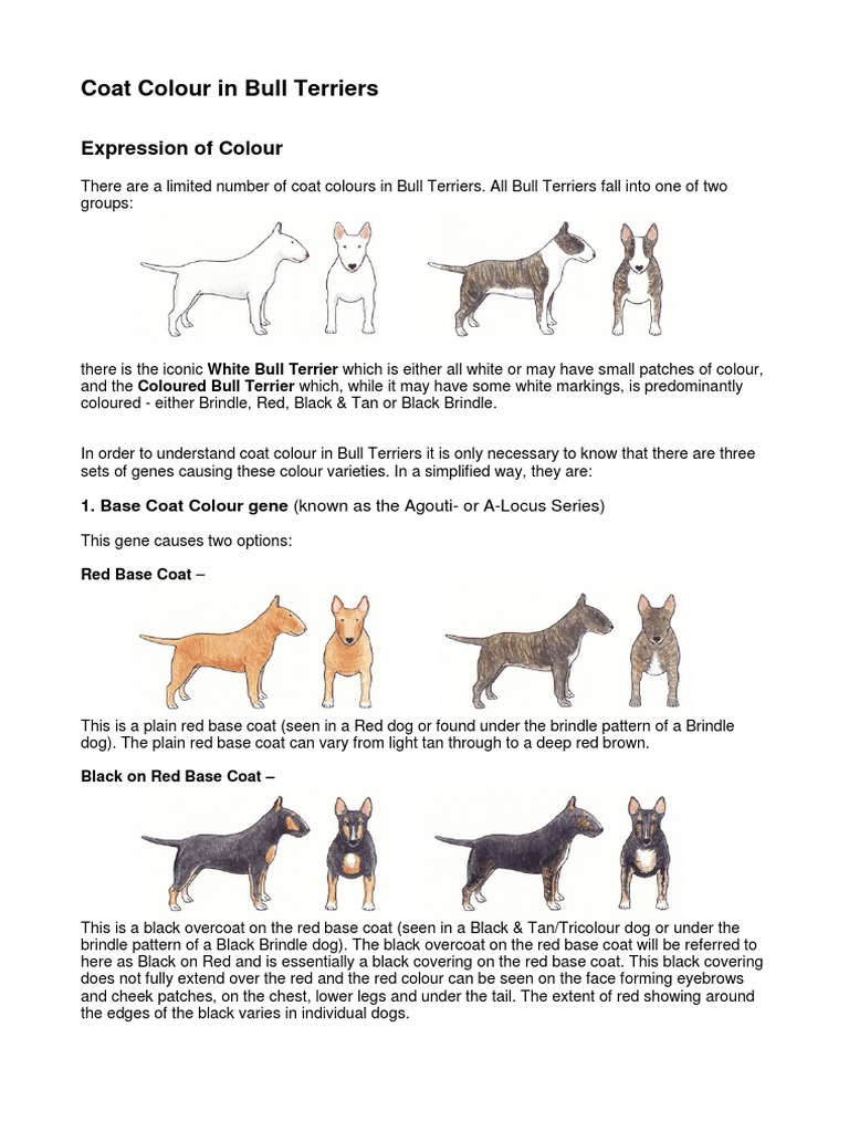 bull-terrier-coat-color-genetics-pdf-bull-terrier-dogs
