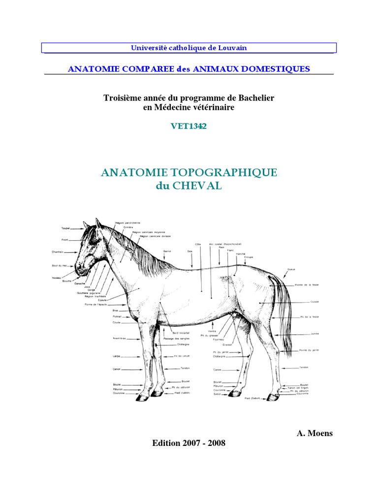 Exposé Sur Les Chevaux A Imprimer Topo Cheval PDF | PDF | Vertèbre | Pancréas
