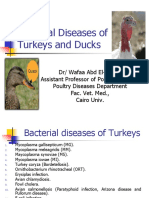 Bacterial Diseases of Turkeys and Ducks PDF