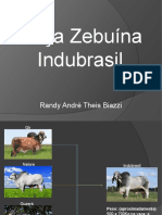 Raças Zebuínas brasileiras: Indubrasil, Gir, Nelore e Guzerá