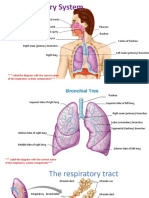 Respiratory System Alma