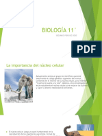 Estructura Celular PDF