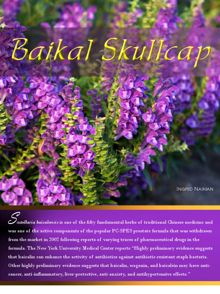 Baikal Skullcap PDF Flavonoid Allergy