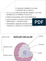 Celula y Organelas