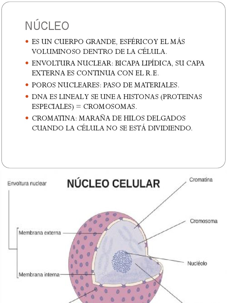 Mapa Mental de la Célula y Fecundación | PDF | Citoplasma | Nucleo celular
