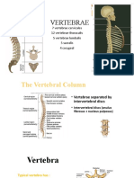 Vertebrae Anatomy