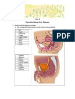 1 - Reproducción en El Ser Humano.
