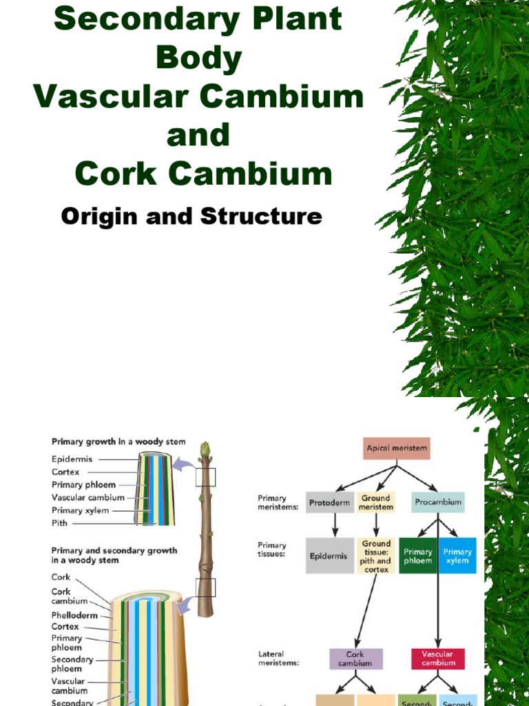 Structure and Function of Vascular Cambium | PDF | Plant Stem | Plant ...