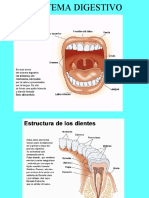 Sistema Dijestivo 2