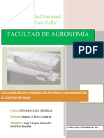 Ciclo biológico de Diatraea saccharalis en maíz