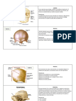 Estructura ósea del cráneo y sus articulaciones