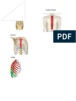 Torax                                                                                                        vertebras dorsales