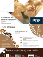 Circulación en Plantas CLASE PDF