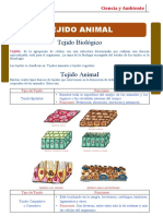 Actividad Del Tejido Animal