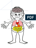 Los Órganos del Cuerpo Humano