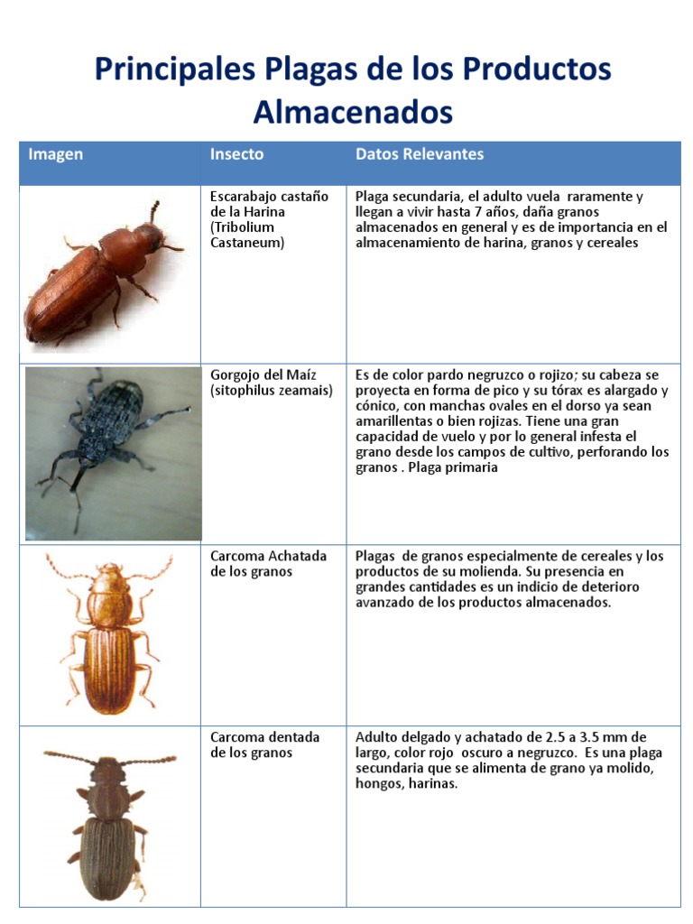 Principales Plagas de Productos Almacenados PDF Lepidópteros Insectos