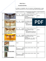 Practica 4.plagas de Papa