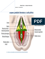 SUELO PELVICO Tarea P N°1